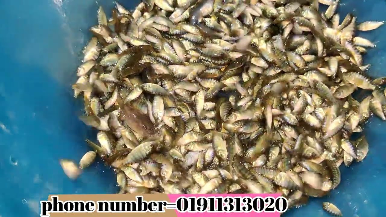 2022 tilapia fish