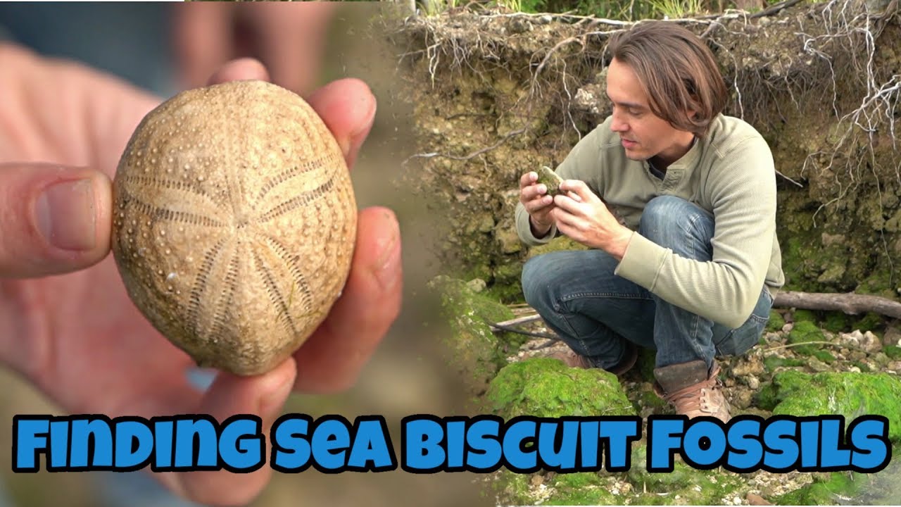 Fossil Hunting in Florida for Prehistoric Sea Biscuits, Sand Dollars and Urchins (Echinoids)