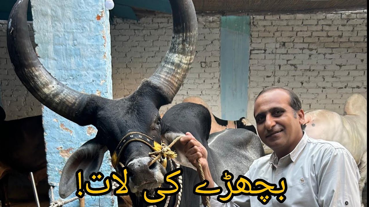 Bilal GM Cattle Farm Hyderabad | Amazing Bulls & Calves Farm Tour