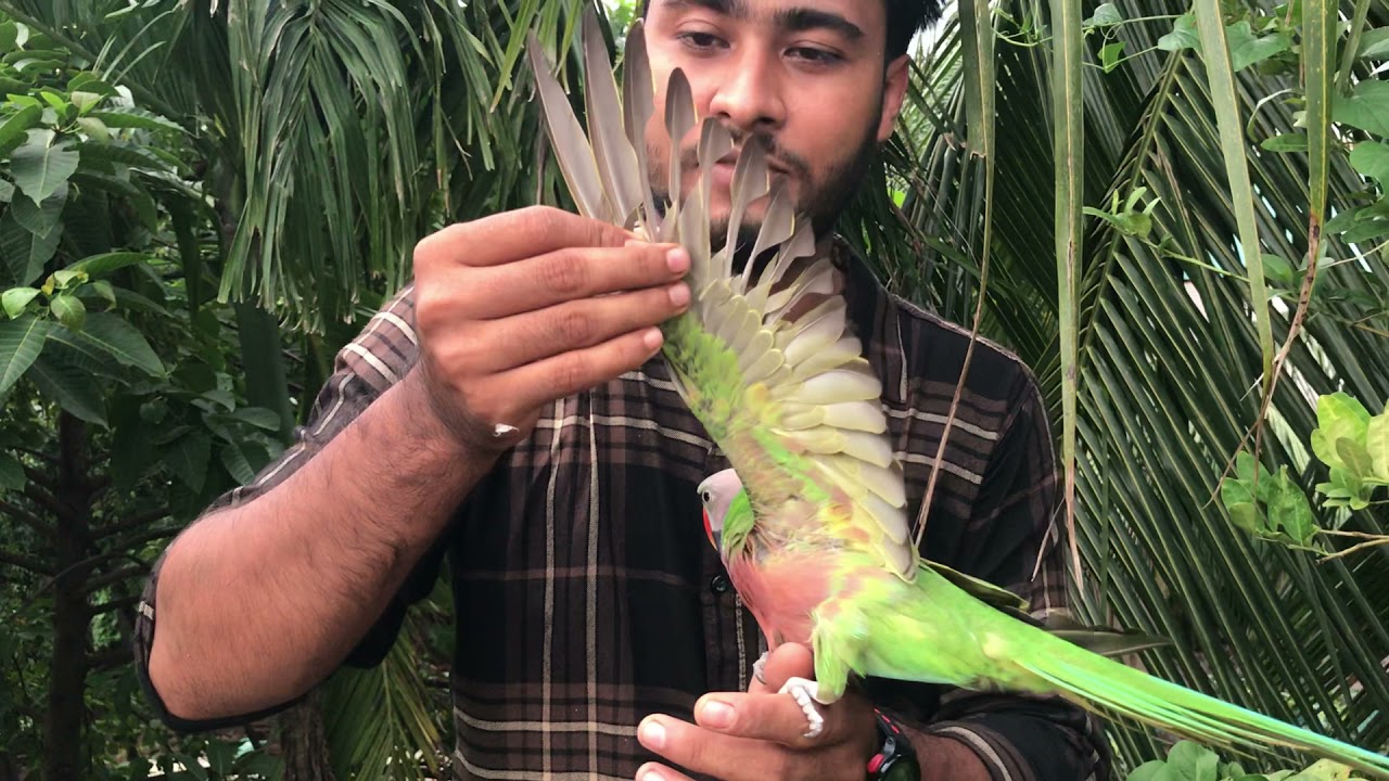 টিয়া পাখি ডানা কাটার পর নতুন ডানা উঠানোর নিয়ম 🔥 Ringneck Parrot 🔥 Wings Treatment