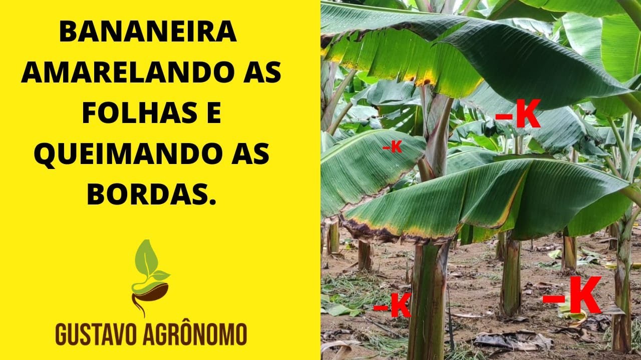 Bananeira Amarelando e Queimando a Borda das Folhas. O Agro Nunca Para #Agro