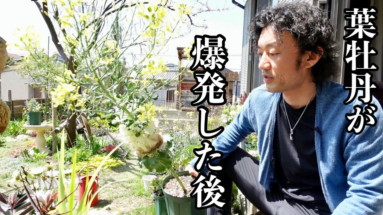花が咲いた葉牡丹はこうする【園芸超人カーメン君】