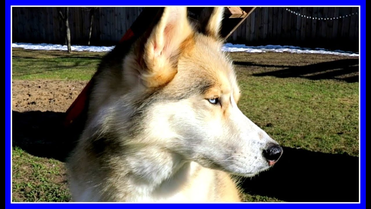 Original Gone to the Snow Dogs Music Video! Shiloh and Shelby Theme Song  - Fan Friday #23