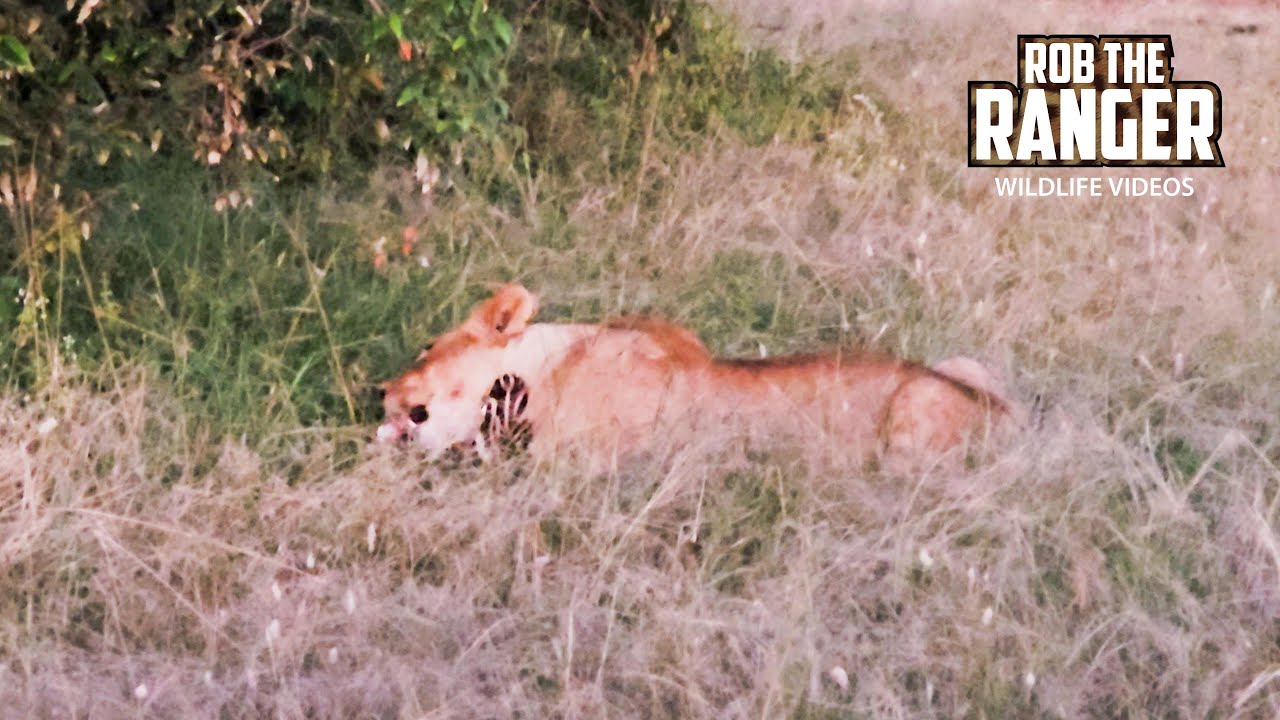 Watch This Lion Pride With Cubs And The Last Scraps Of A Zebra! | Lalashe Mara Ripoi Safari