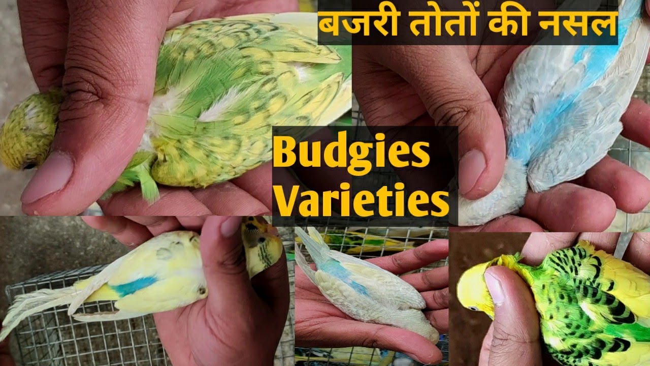 All Budgies Parrots Variety with Names
