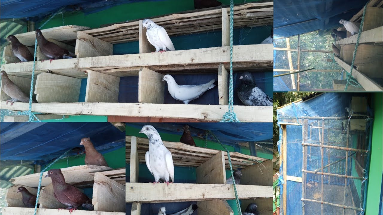 কবুতরের জন্য নতুন ঘর 🏚️🕊️অফিস এর ছাদে🕊️🏚️