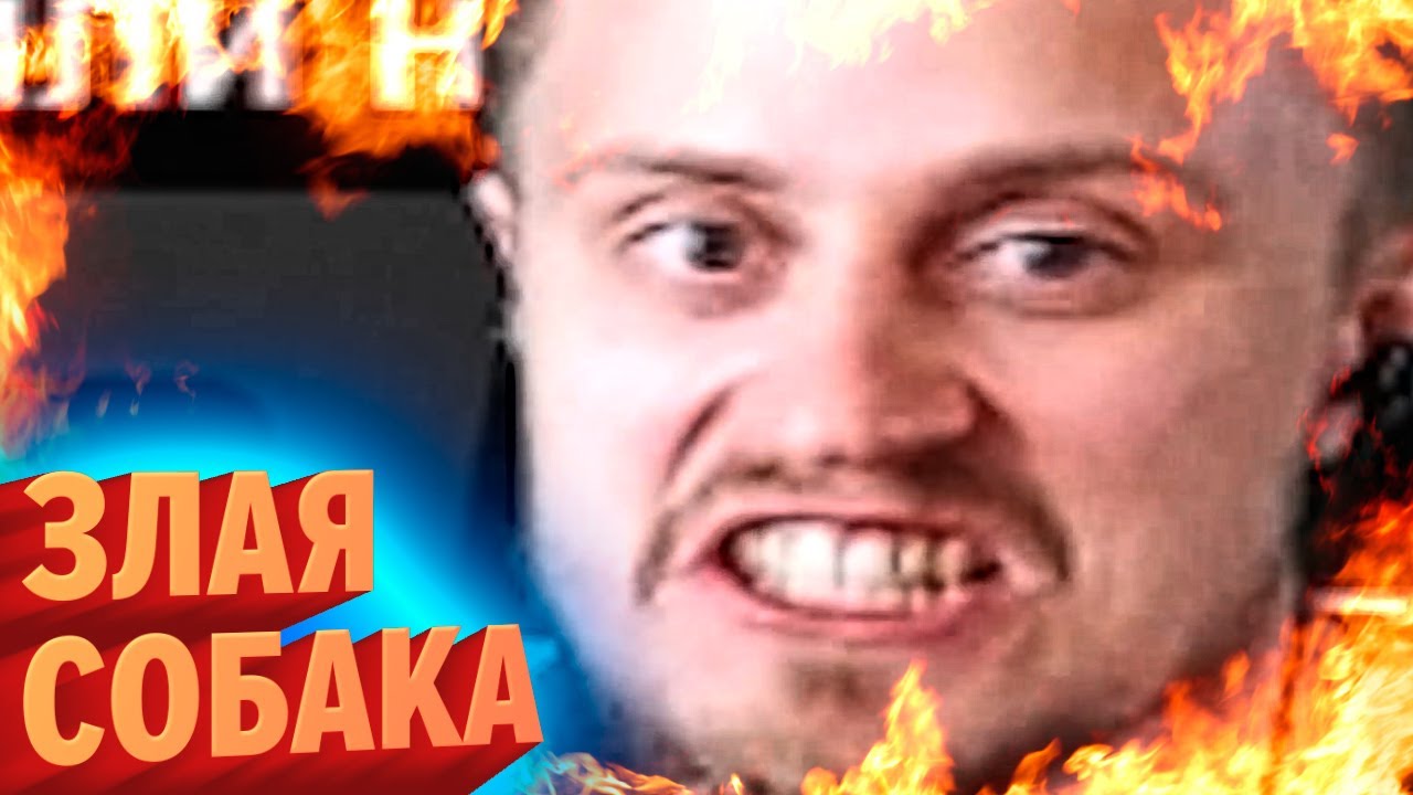 Злая собака | Лучшие моменты июня #2
