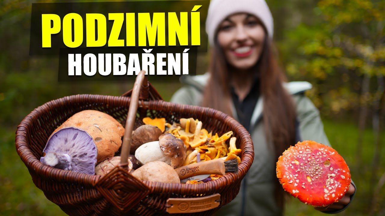 UKÁŽU VÁM PODZIMNÍ HOUBY...ČIRŮVKA FIALOVÁ, RYZEC, LIŠKA NÁLEVKOVITÁ
