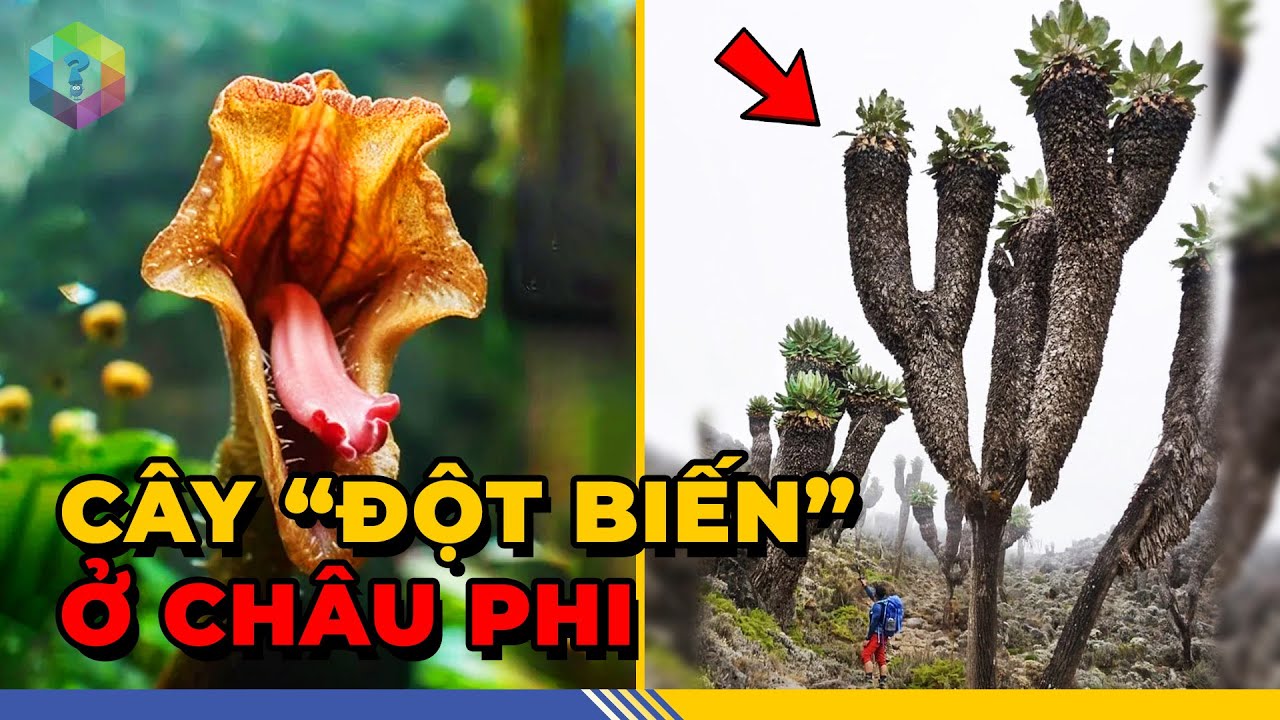 Sững Sờ 7 Loài Cây 