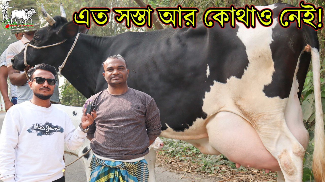 এতসস্তা আর কোথাও নেই! জনমের পর্তায় দামে মাসুদ ভাইয়ের গ্রামের গাভী। সরাসরি সকালে ভাবীর দোহন।KRISHI TV