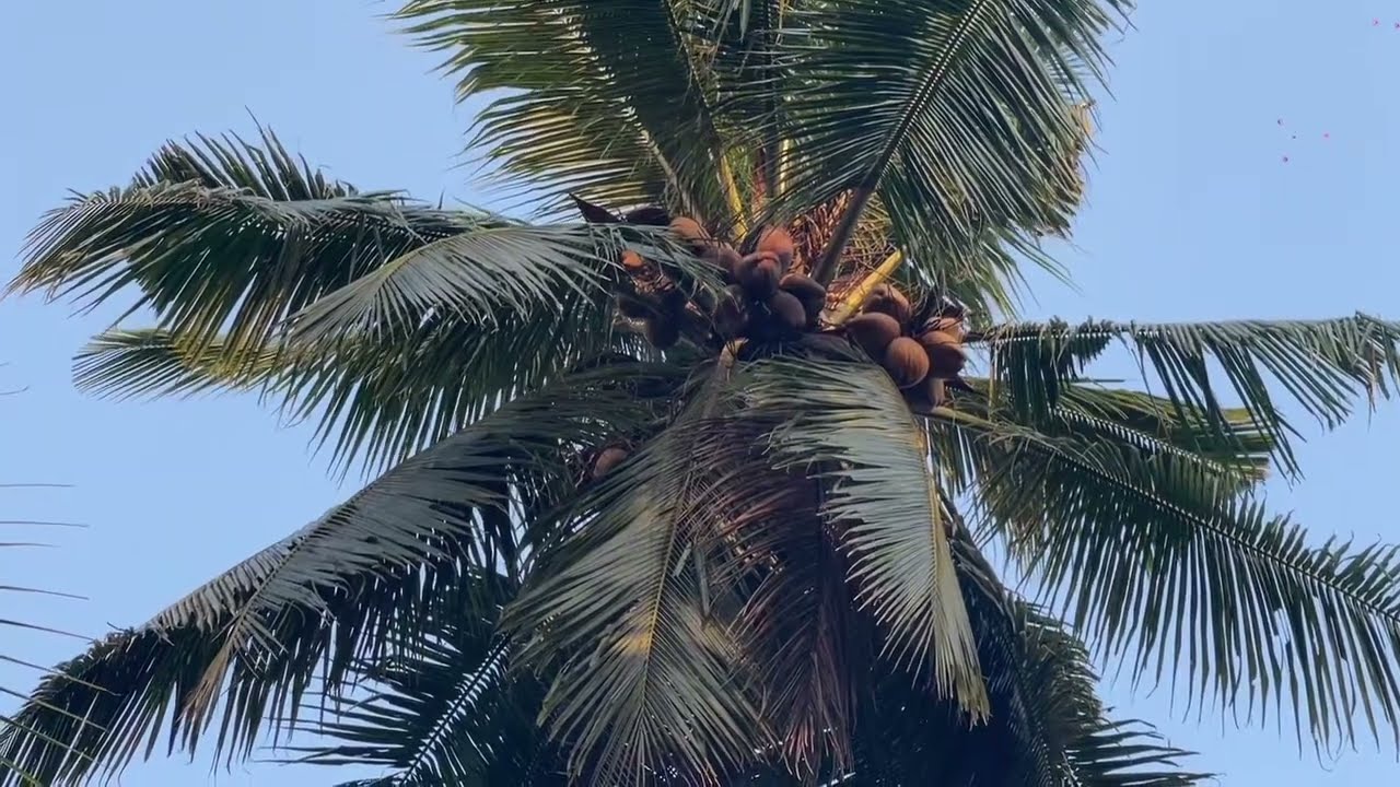 Những cây dừa trĩu quả cao chưa đầy một mét//Đặc sản xứ dừa//Coconut specialty