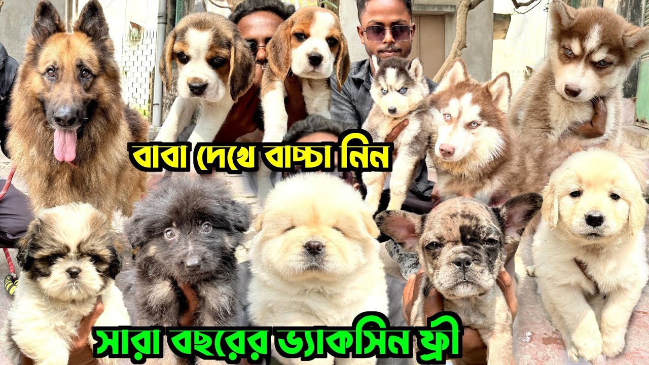 Home Breed Puppies Sale Low Price. Dog Market in Kolkata Price. Kolkata Dog Market.