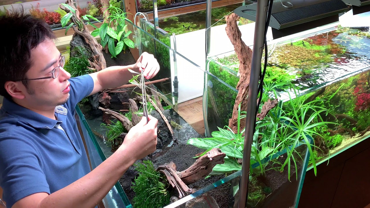 １８０cm水草水槽導入プロジェクト⑤「水草の植栽編 その１」  The making aquarium 水草水槽ノウハウ