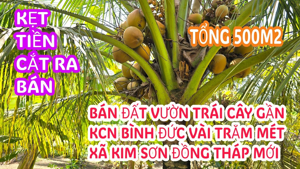 MS:25363 Đất vườn đang cho trái cây huê lợi sẵn - Chỉ 550 triệu chủ cắt đất nhà ra bán vì kẹt tiền.