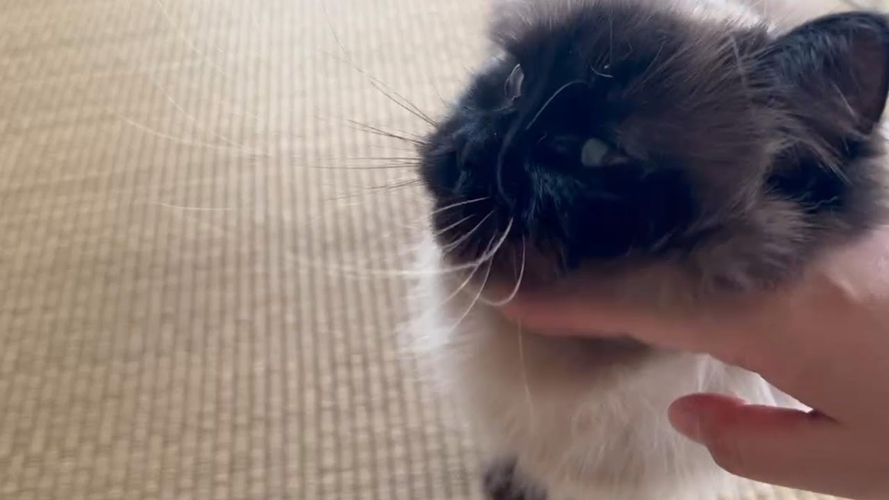 ニャンコたちが苦手な妹が帰ってきました。　#グリンとグランの陽だまり日記　#猫