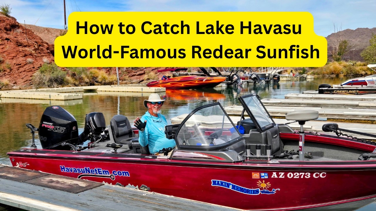 Lake Havasu World Famous Redear Sunfish