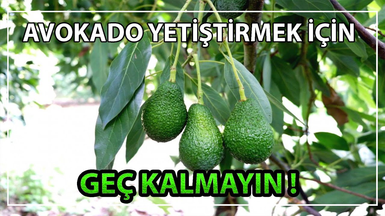 Avokado Yetiştirmek İçin Geç Kalmayın !