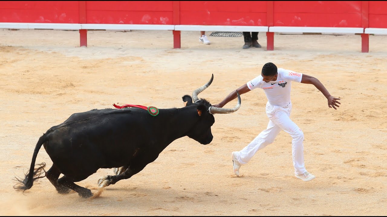 Déroulement Course Camarguaise