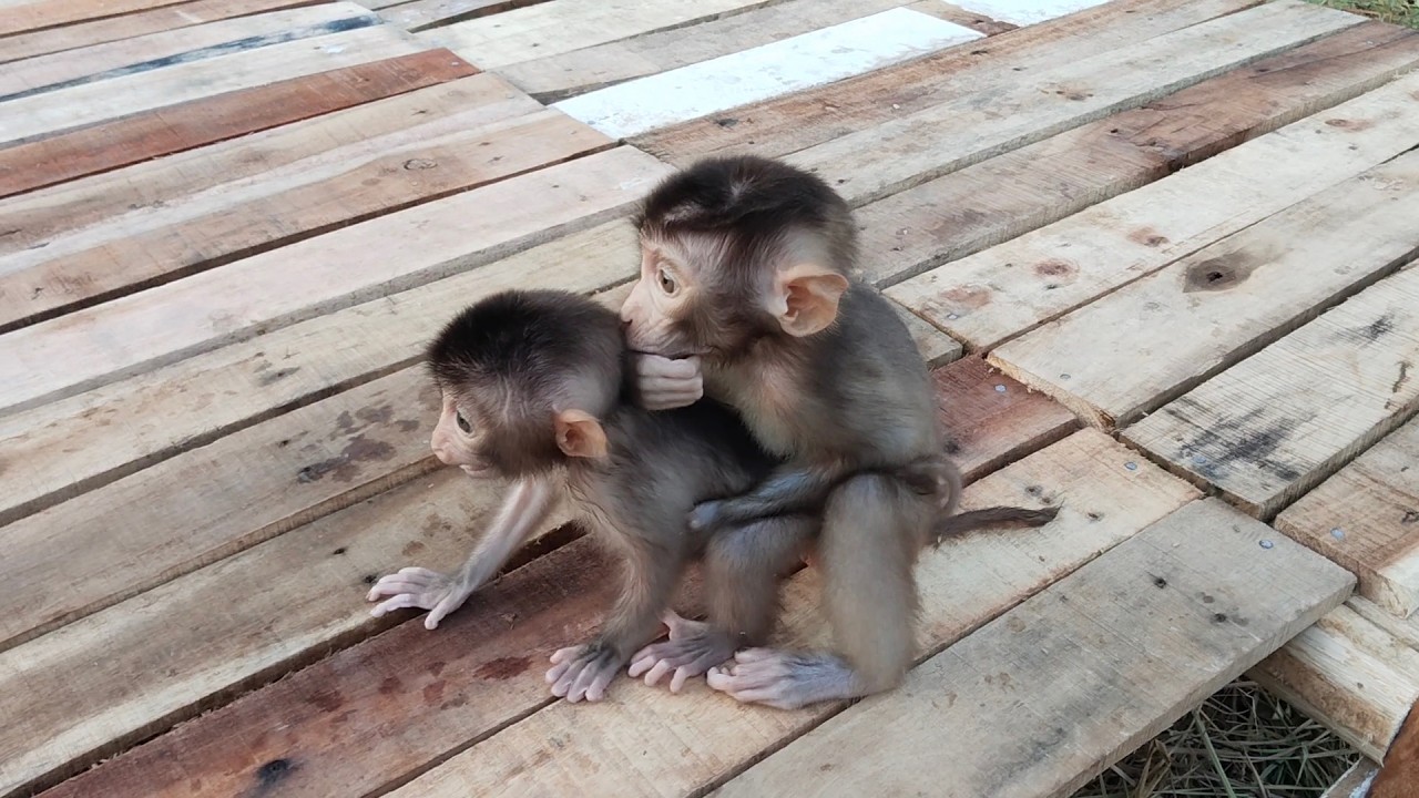 OMG😱😱What are you doing with these two baby monkeys?