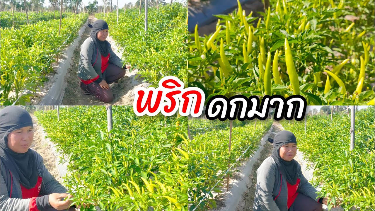 ปลูกพริกดกมาก พันธุ์มณีขาว  ทนต่อโรคดีมาก ขายดีกินกับก๋วยเตี๋ยว