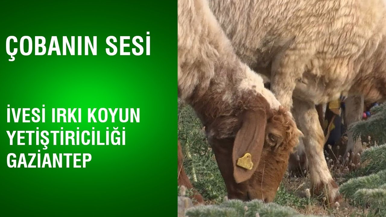&Ccedil;obanın Sesi - İvesi Irkı Koyun Yetiştiriciliği / Gaziantep