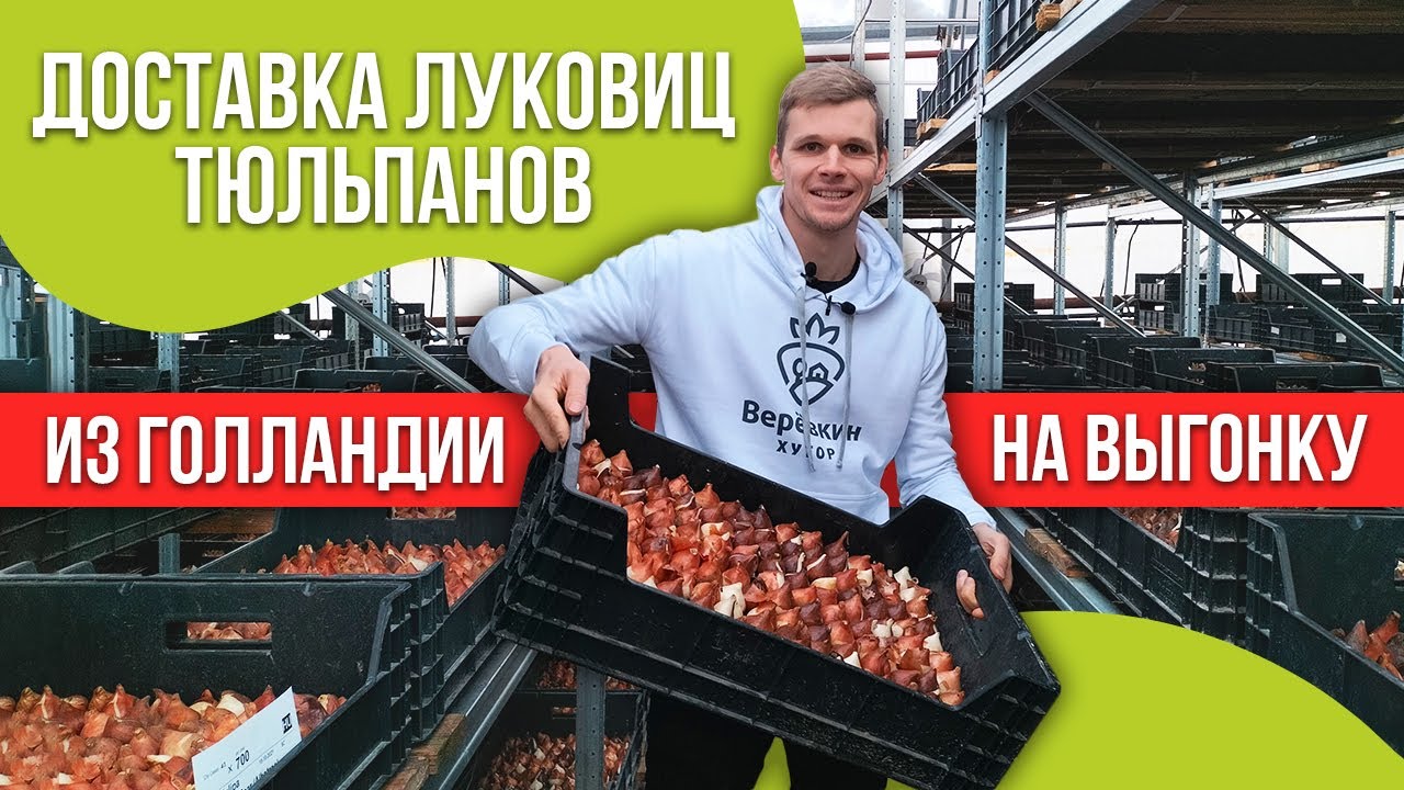 Луковицы тюльпанов на выгонку. Доставка из Голландии. Урок 5