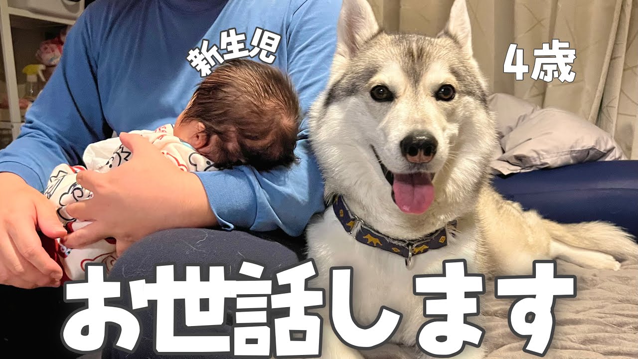 【1日密着】まるで母親のように赤ちゃんをお世話するハスキー犬が愛おしすぎた…