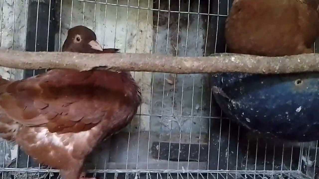 Bồ câu gà được 15 ngày tuổi 