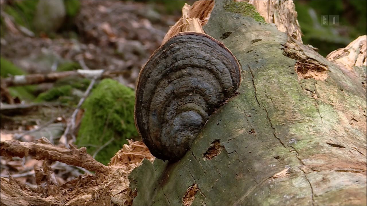 Onsernone Die Rueckkehr der Wildnis
