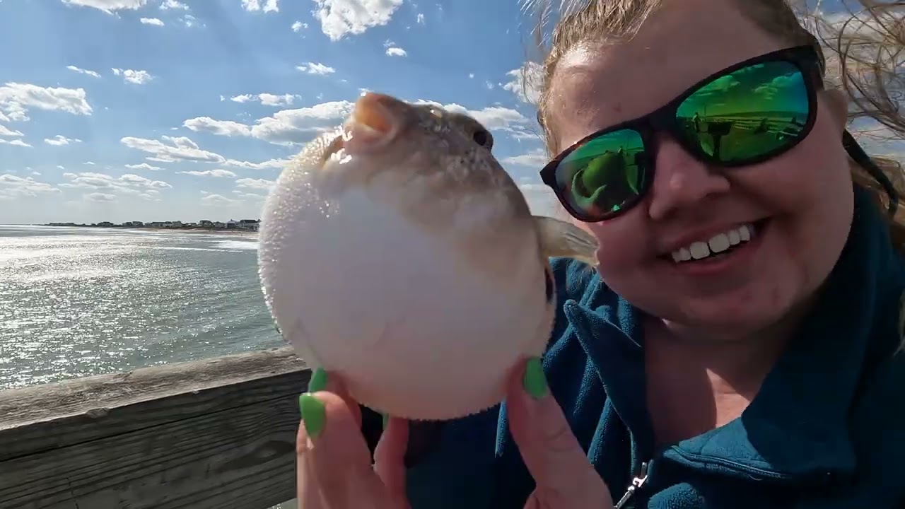 Spring Puffer at Sea View Fishing Pier on North Topsail Beach, NC | North Carolina Saltwater Fishing