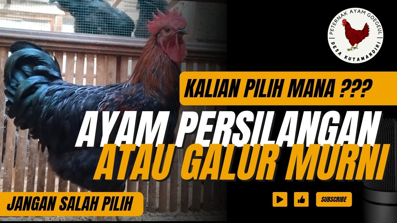 ANTARA AYAM GALUR MURNI DAN PERSILANGAN | PEMULA WAJIB PAHAM INI!!!!