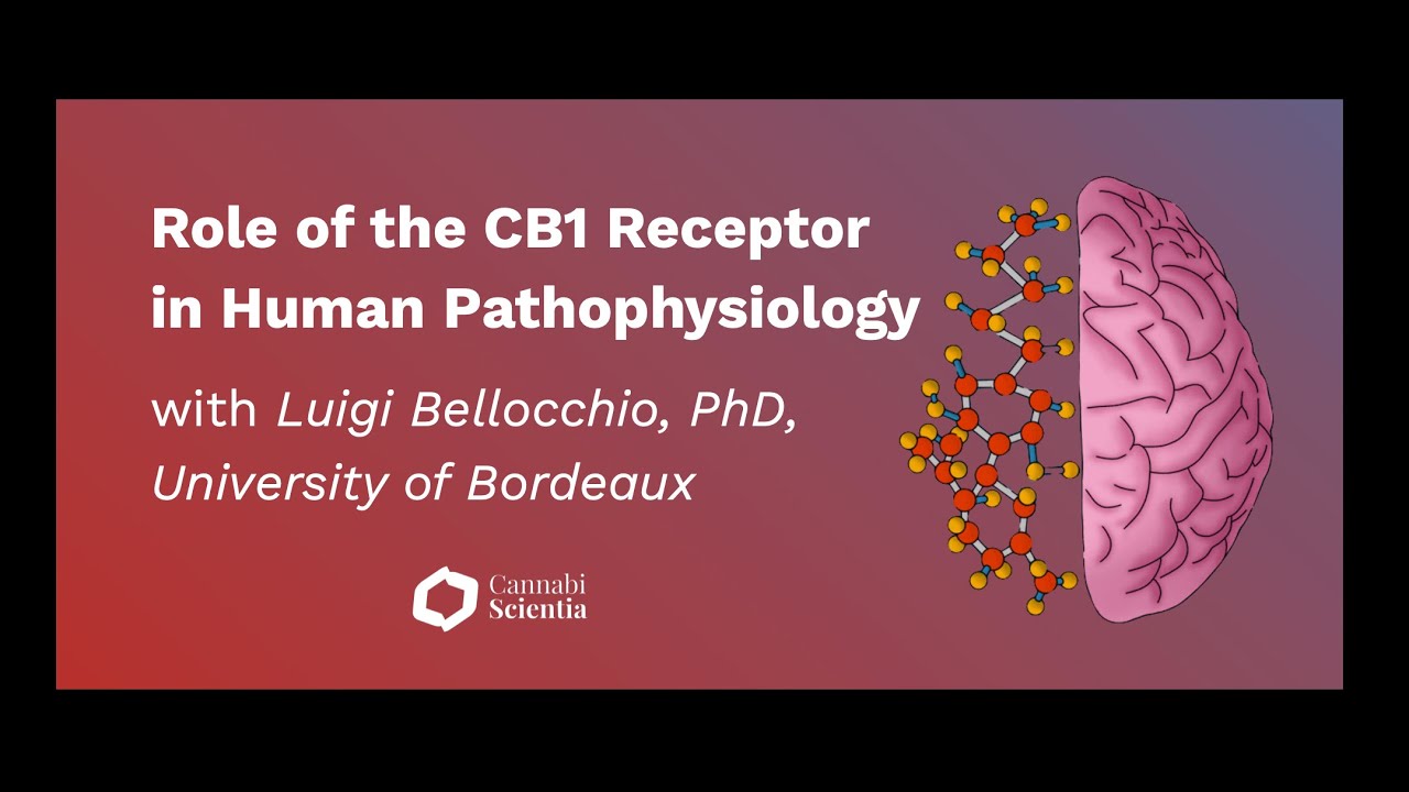 Role of the CB1 Receptor in Human Pathophysiology