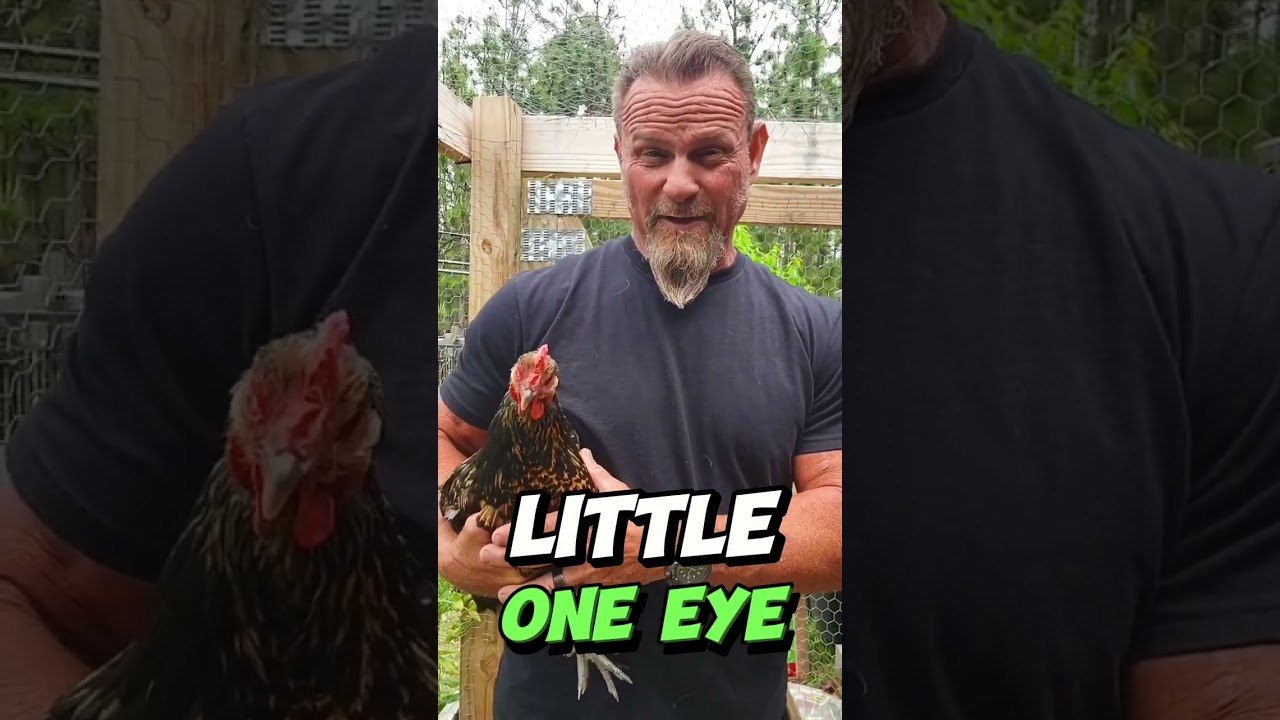 🌎🐓🐞 Mr. Mustavio Episode 2