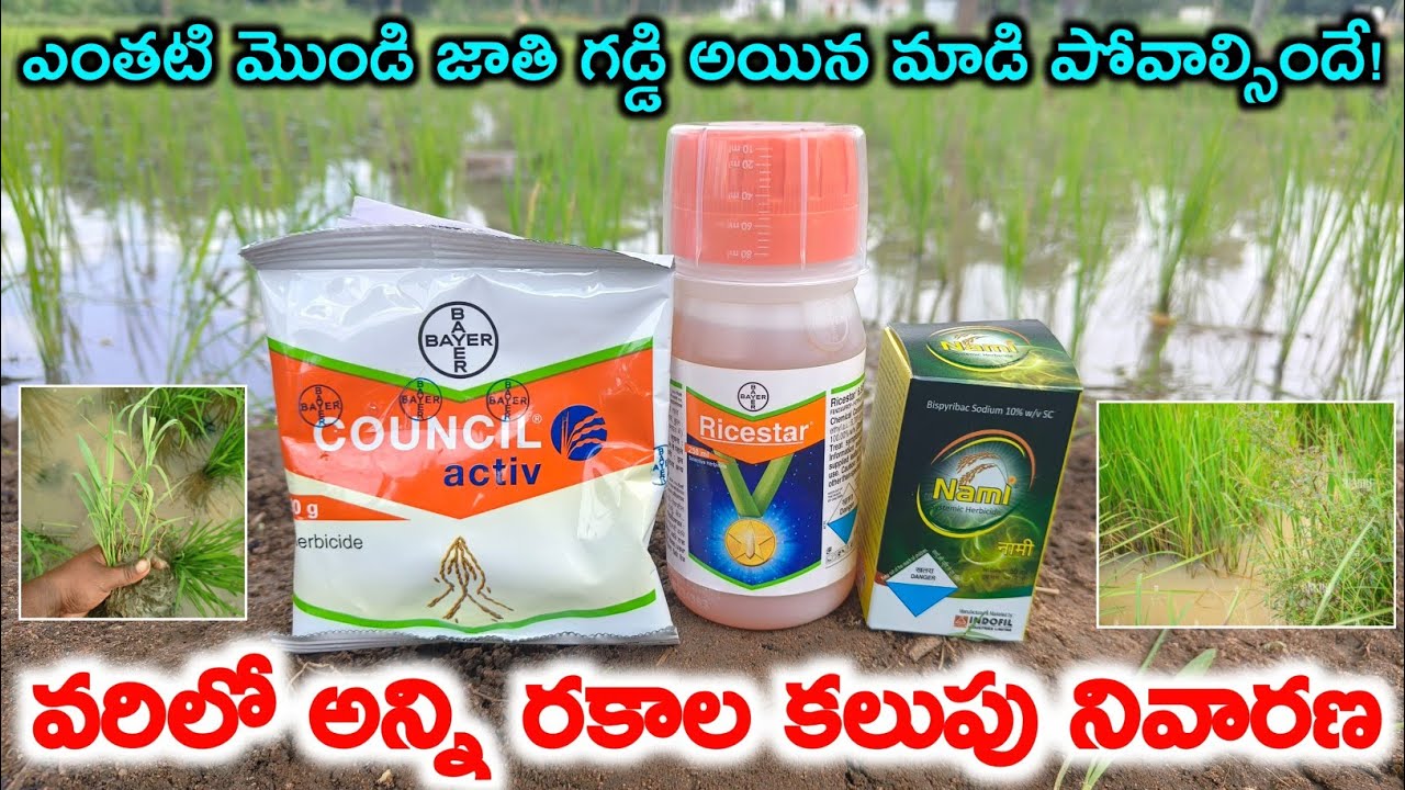 వరిలో ఎంతటి కఠినమైన గడ్డి అయిన మాడి పోవాల్సిందే! | bayer rice star|bayer council activ|indofil nami