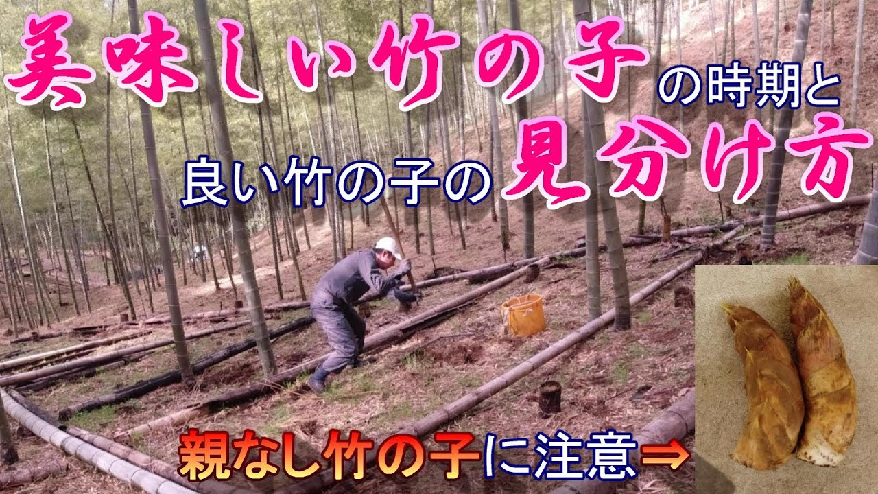 【美味しい竹の子の時期と良い竹の子の見分け方】（竹の子堀り）