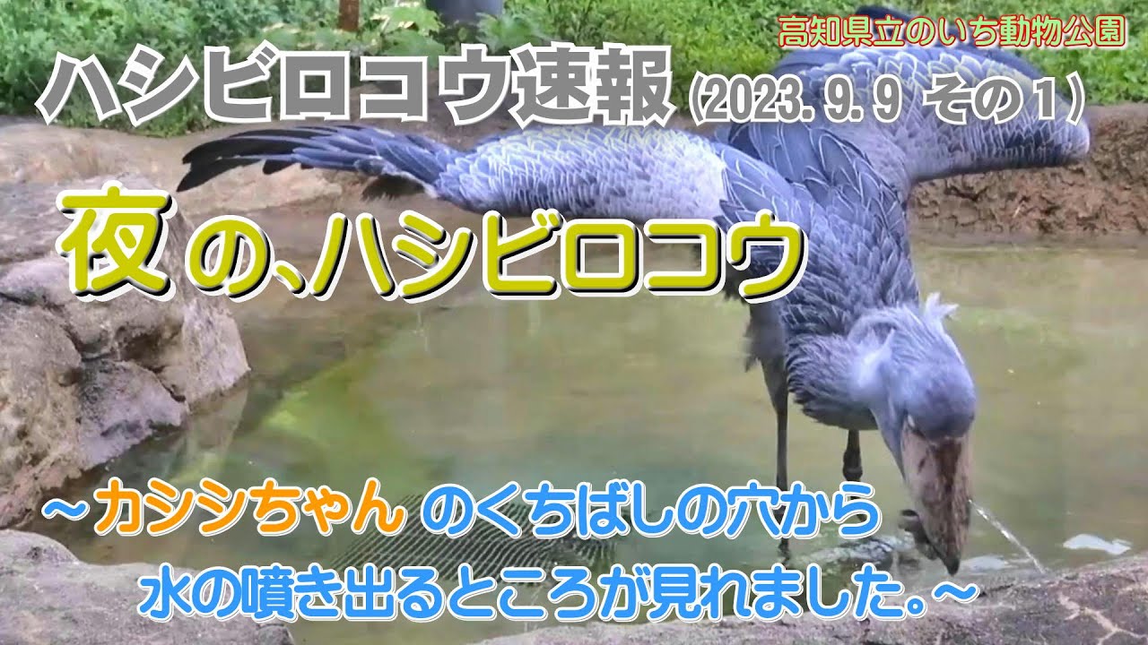 2023/09/09、「のいち de ナイト」、夜のハシビロコウ、カシシちゃんのくちばしの穴から水の噴き出るところが見れました。【のいち動物公園、ハシビロコウ速報(その1)】