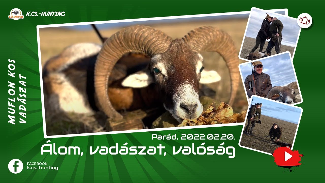 Muflon kos vadászat Parád 2022.02.20. K.CS.-Hunting