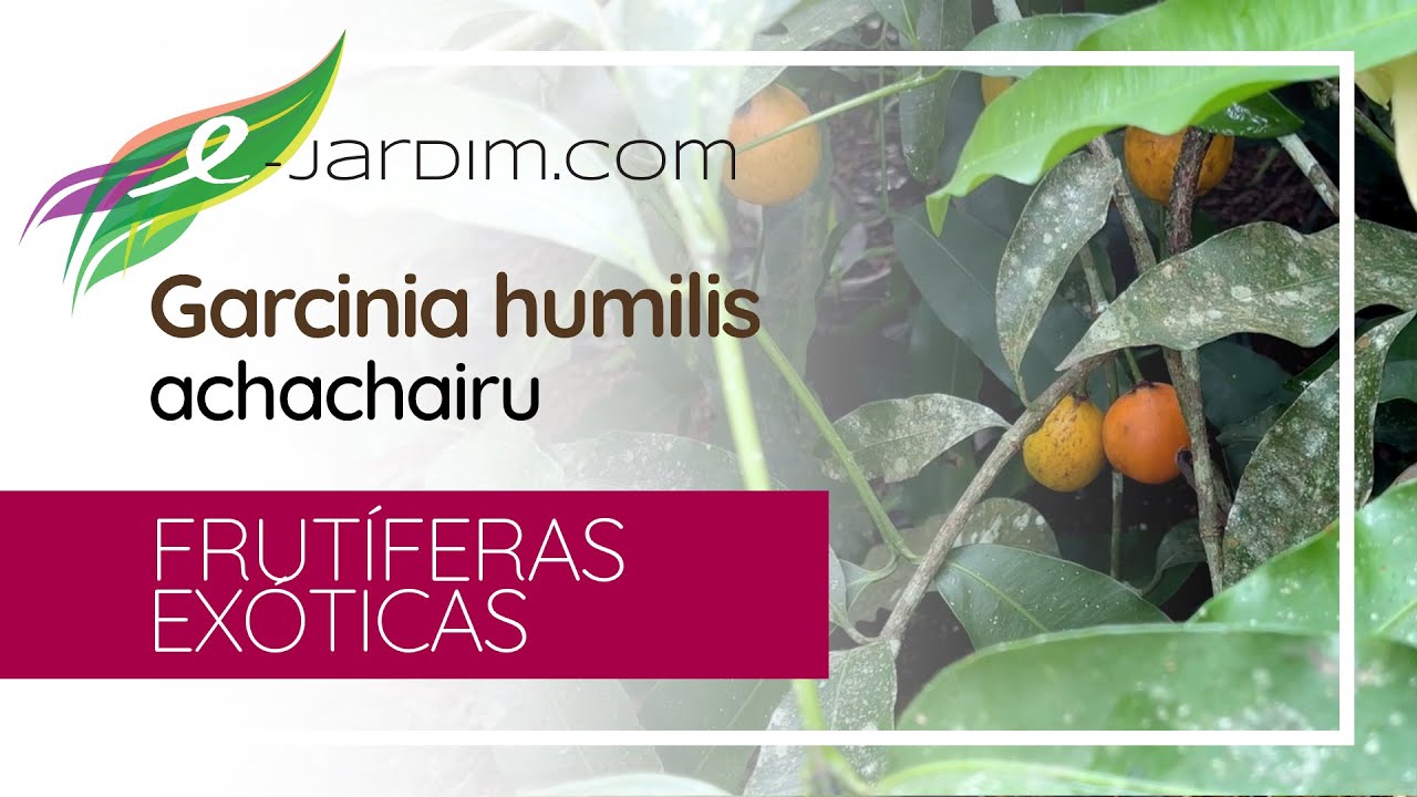 Uma DELICIOSA fruta exótica - Garcinia humilis / achachairu | Sítio E-Jardim
