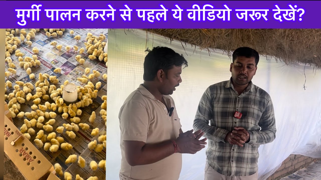 मुर्गी पालन करने से पहले ये वीडियो ज रू र देखें?