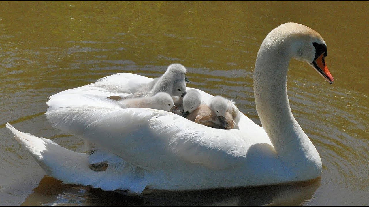 Mute Swan family and their cygnets