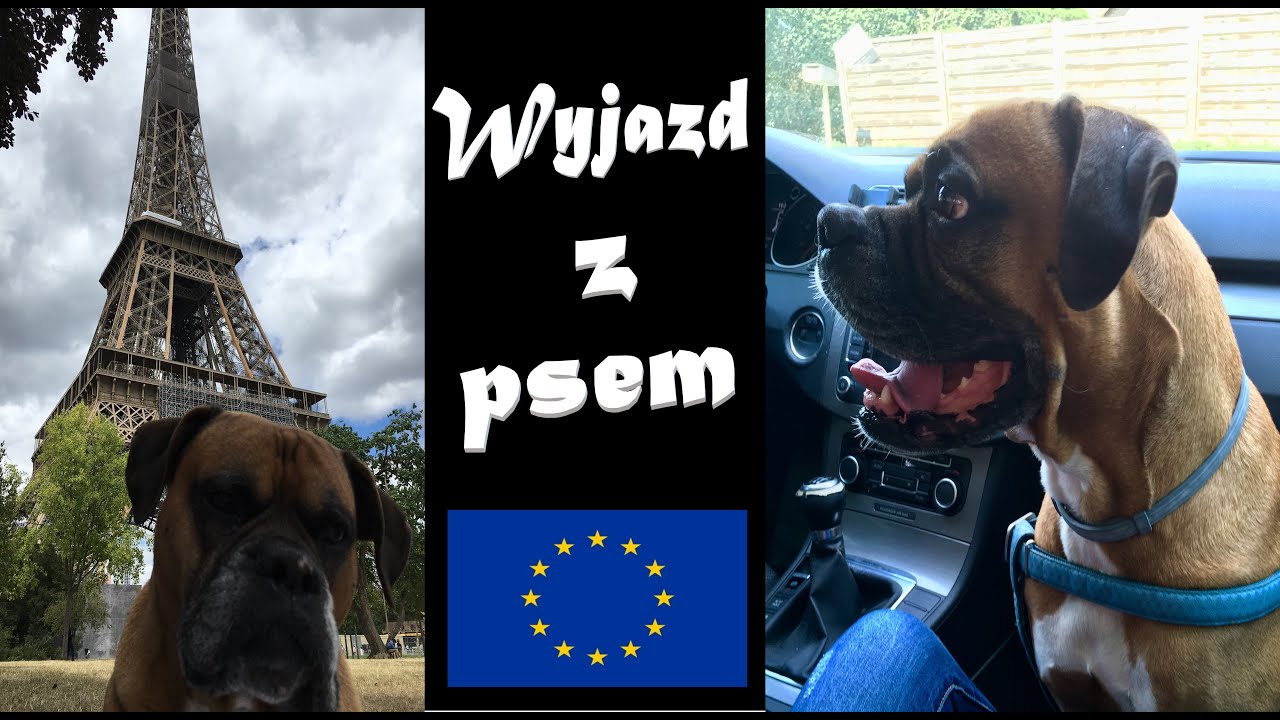 Wyjazd z psem za granicę - o czym musisz pamiętać.