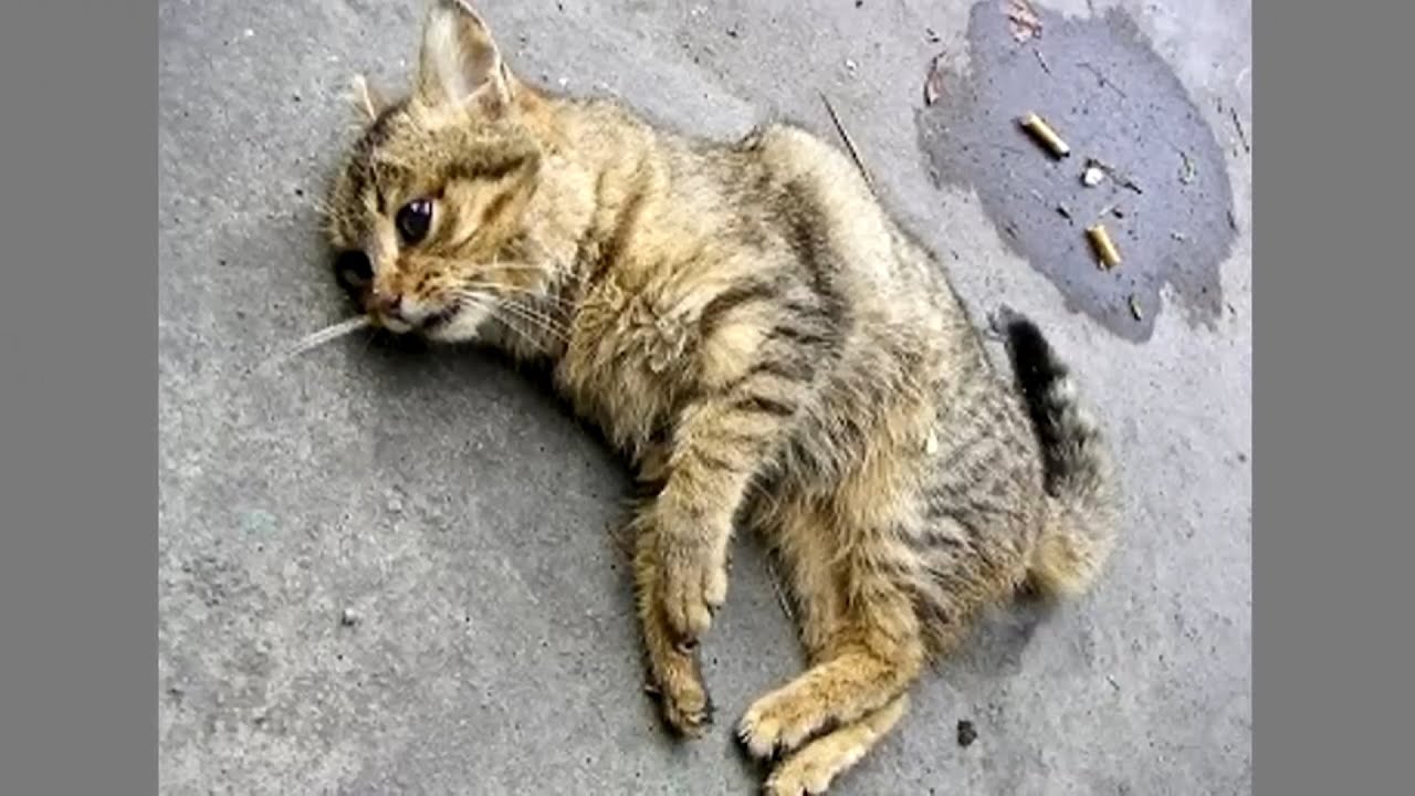 Продрогший котенок без движения лежал в парке, но люди проходили мимо!