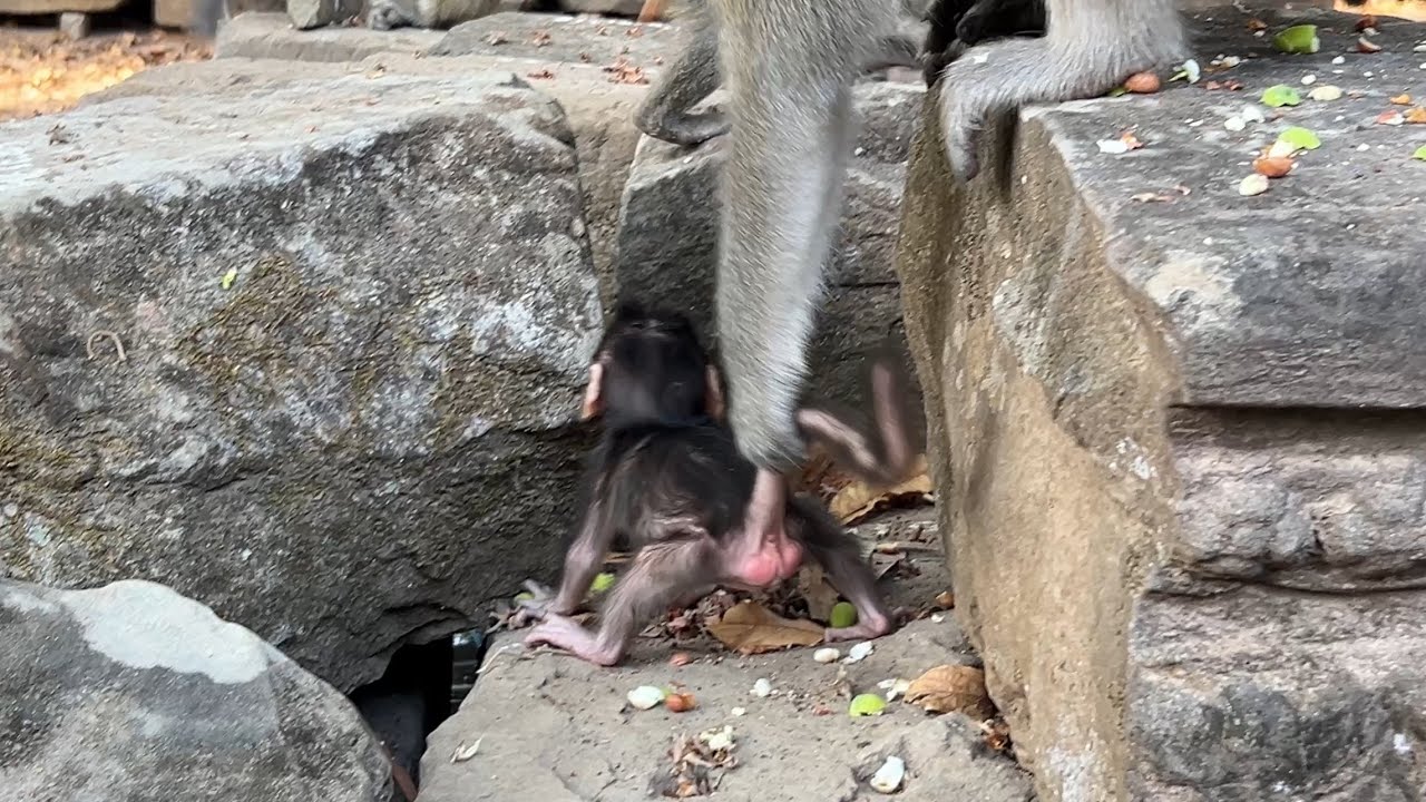 Ong! Cute tiny baby AMINA walk wrong rock | @LaBuBuMonkeysTV855 