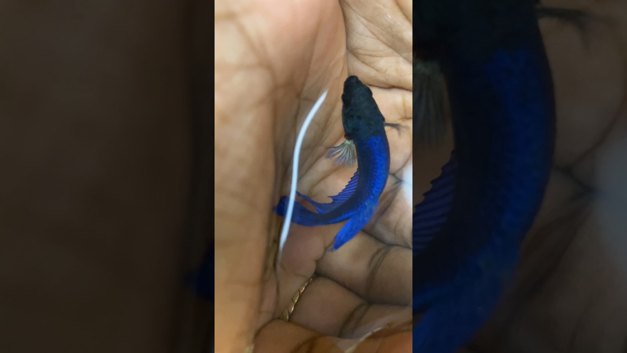 #femalebetta🧚🧚 #fishaquarium #fish #fishaquarium #rarebetta #trendingshorts #shortsvideo