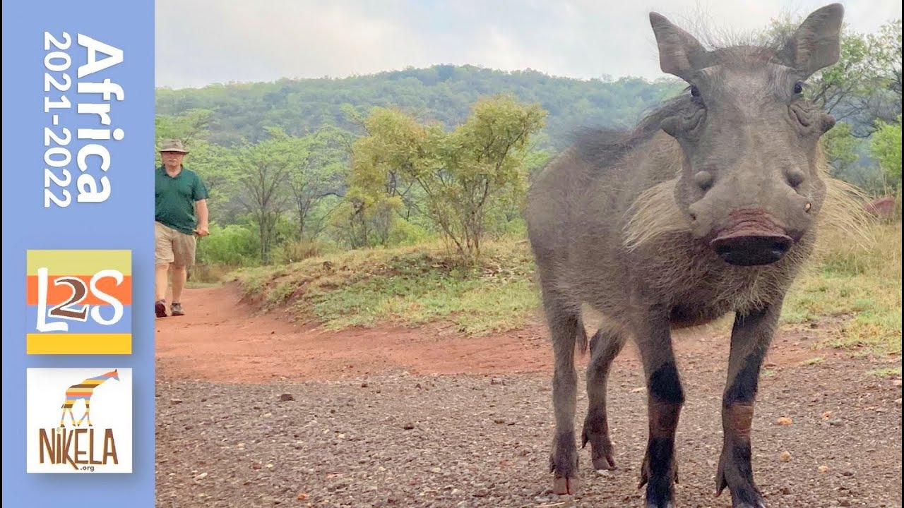 #05 Don't Do This at Home! Take a Walk with 3 Warthogs | Traveling Africa 2021-2022