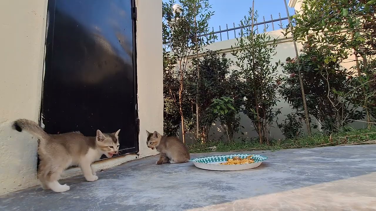 Three kittens 3rd