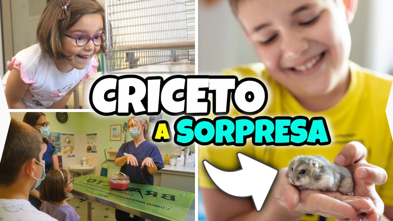 ARRIVA UN CRICETO a SORPRESA in Famiglia GBR: Casa, Accessori e Cosa Mangia