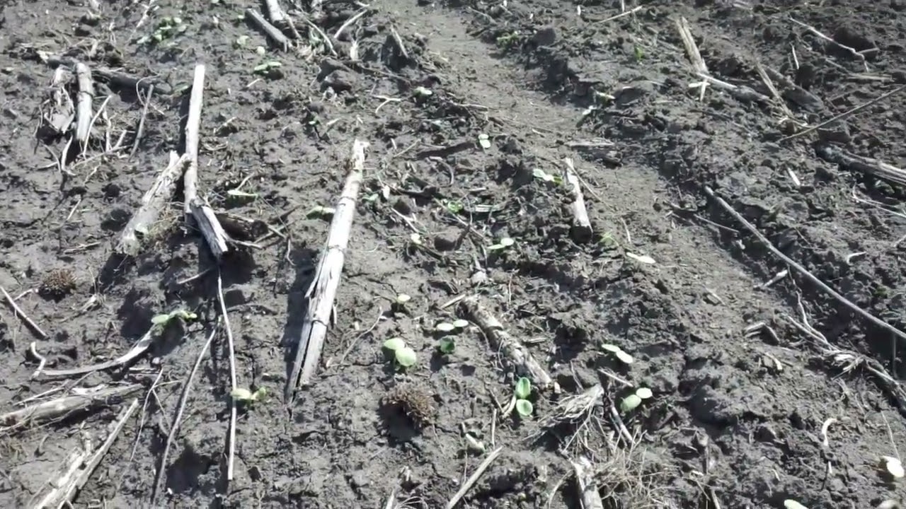 17.04.23.Борона робить своє діло. Знищуємо бур'ян.