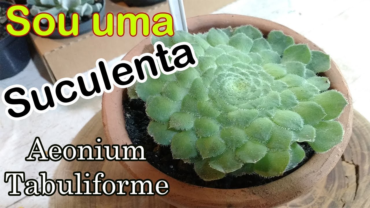 SOU UMA SUCULENTA #9 Aeonium Tabuliforme