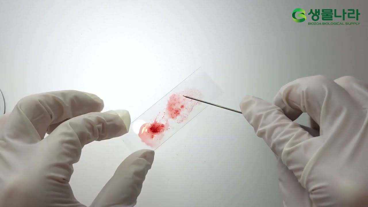 [생물나라] 감수분열 관찰실험 (동물) Meiosis Experiment Kit (Animal)